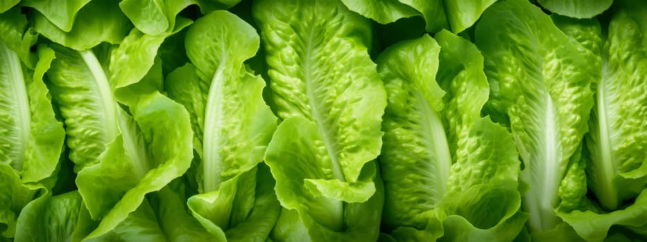 Green lettuce leaves texture background. Fresh salad seamless pattern