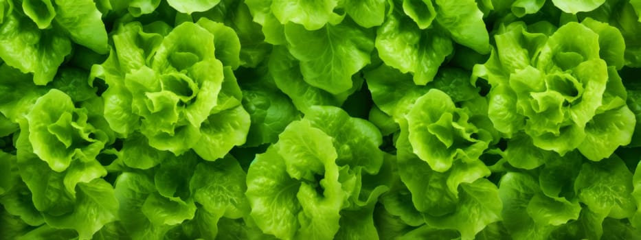 Green lettuce leaves texture background. Fresh salad seamless pattern