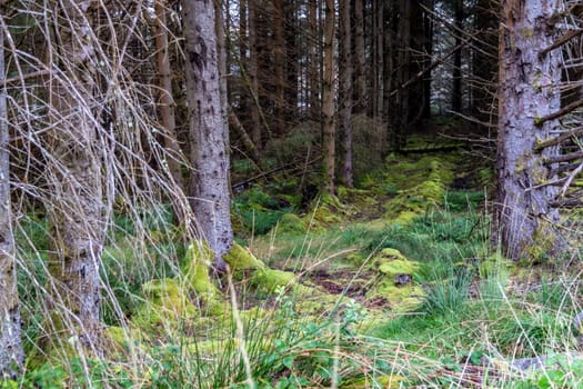 The forest at Letterilly by Glenties, County Donegal, Ireland.