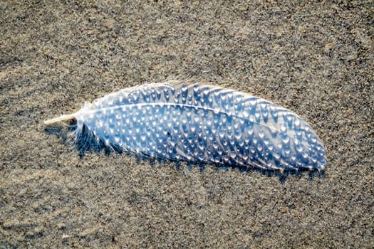 Beautiful feather with water drops on the beach.