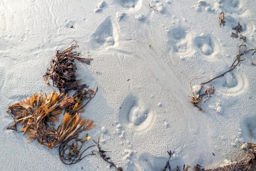 A photo from above cattle hoof prints in the dry white sand