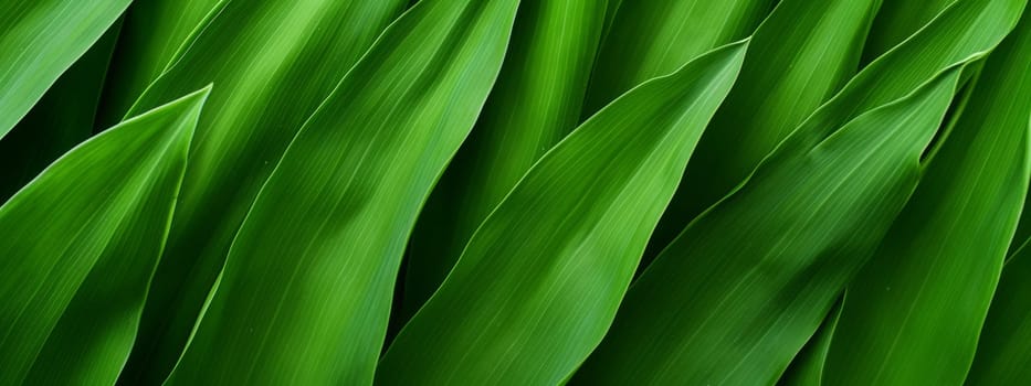 Green corn leaves macro seamless texture background