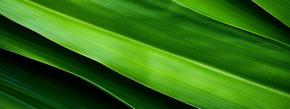 Green corn leaves macro seamless texture background