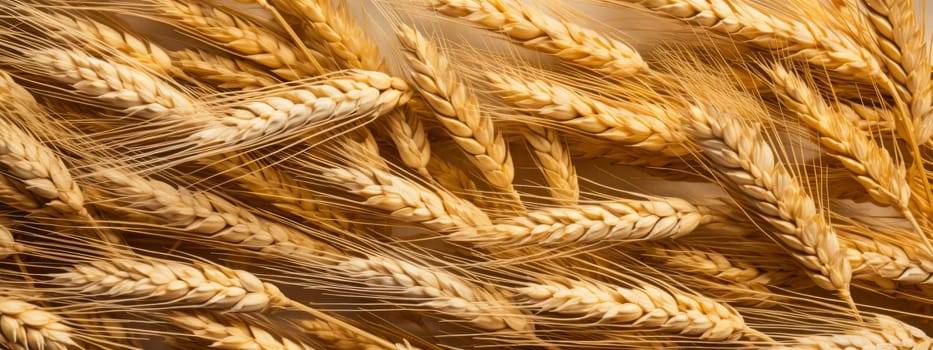 Texture of wheat ears seamless background