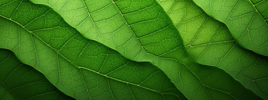 Green leaf close-up texture background