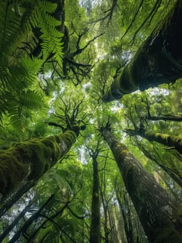 Gaze upwards in a forest of antiquity where immense trees reach for the heavens, their moss-covered trunks a testament to the timeless beauty of nature.