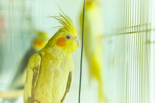 Yellow parrot Corella sitting swinging in a cage next to other birds