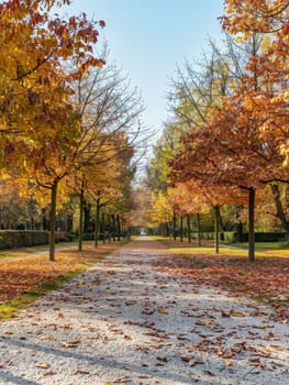 A tranquil park path is flanked by trees with autumnal foliage, their leaves forming a colorful carpet along the serene walkway.