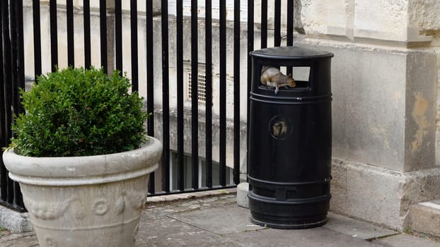 A squirrel is perched on the edge of a black trash can near a potted plant and a metal fence.