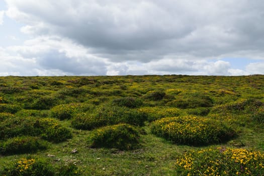 A scenic landscape of a grassy field with yellow heather under a cloudy sky.