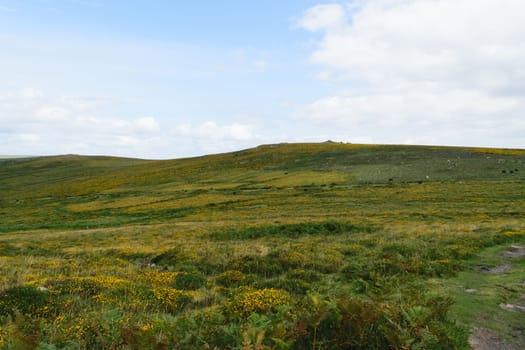 A scenic view of a grassy hillside covered with yellow wildflowers under a partly cloudy sky.