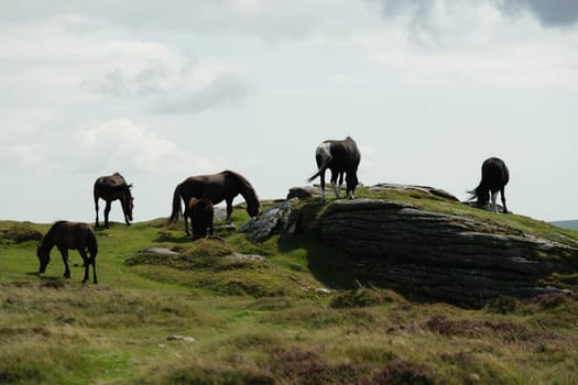 A group of wild horses grazing on a grassy hill with large rocks under a cloudy sky.