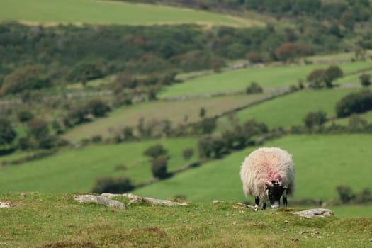 A sheep standing on a grassy hill with a scenic view of green fields and trees in the background.