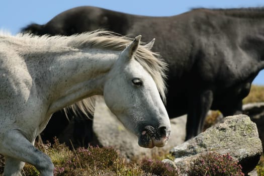 Close-up of a white horse with a black horse in the background, standing on a rocky terrain with some vegetation.