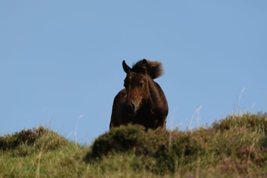 A brown horse standing on a grassy hill with a clear blue sky in the background.