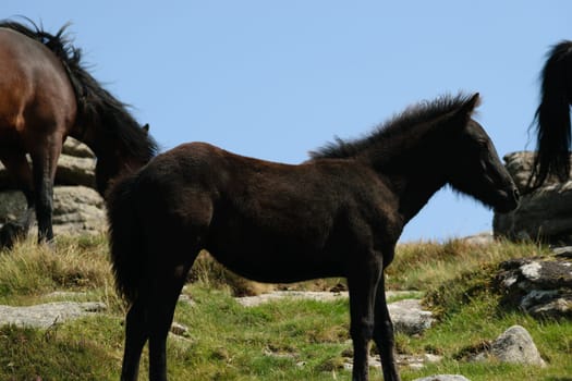 A young black foal standing on a grassy hill with rocks, with other horses in the background under a clear blue sky.