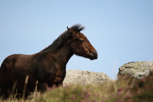 A brown horse standing on a grassy field with rocks in the background under a clear blue sky.