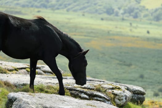 A black horse standing on a rocky terrain with a green landscape in the background.