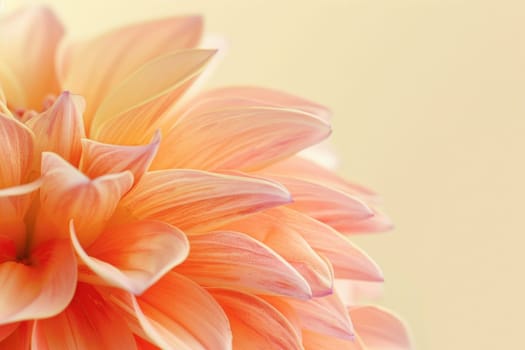 Orange flower closeup on yellow background with copy space for travel, beauty, and art design concept