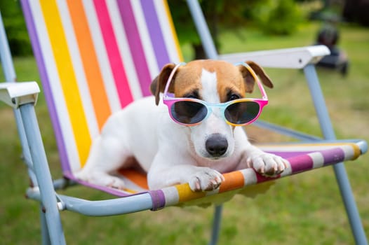 Jack russell terrier dog in sunglasses is resting on a sun lounger. Summer vacation concept