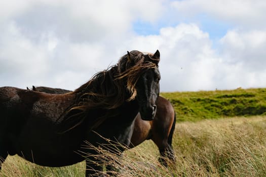 A close-up of a black Dartmoor pony with a flowing mane standing in a grassy field with another pony partially visible in the background. The sky is partly cloudy.