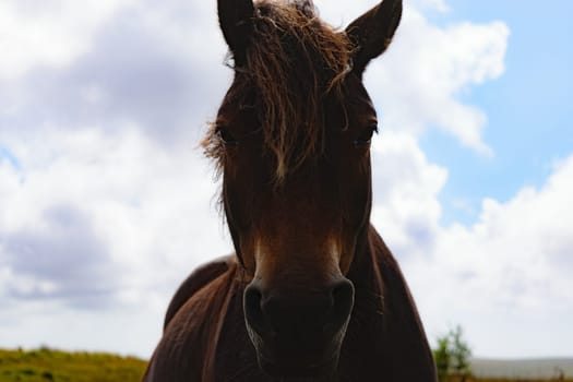Close-up of a brown Dartmoor pony with a cloudy sky in the background.