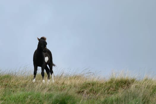 A black and white foal standing on a grassy hill with a cloudy sky in the background.