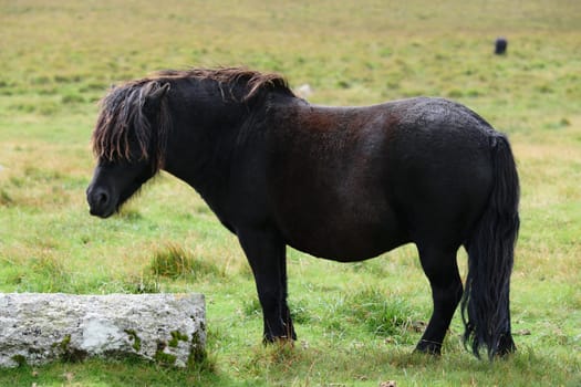 A black Dartmoor pony standing in a grassy field with a stone in the foreground.
