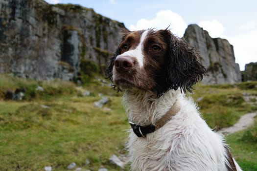 A wet dog with a collar standing outdoors in a rocky and grassy area, looking into the distance. The background features large rock formations and a cloudy sky.