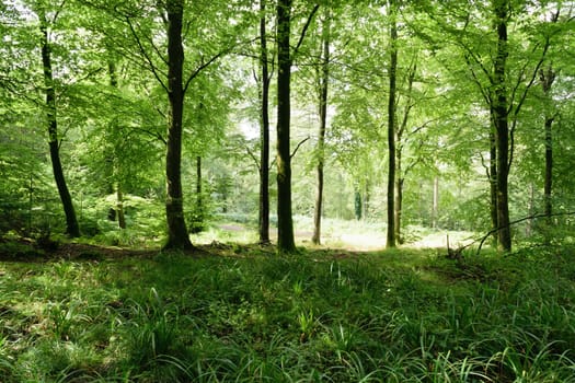 A lush green forest with tall trees and dense foliage. Sunlight filters through the leaves, creating a serene and peaceful atmosphere. The forest floor is covered with grass and small plants.