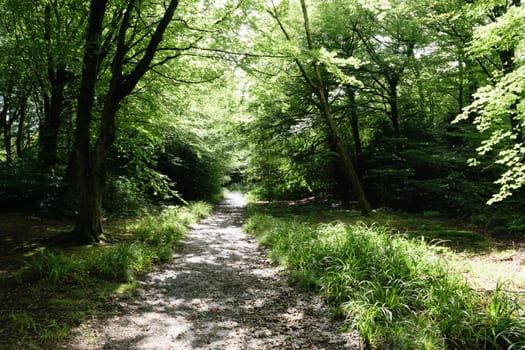 A sunlit forest path surrounded by lush green trees and foliage. The path is covered with gravel and leads into the dense forest. Sunlight filters through the tree canopy, creating a serene and peaceful atmosphere.