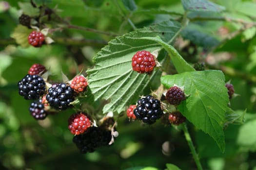 Close-up of ripe and unripe blackberries on a bush with green leaves in the background.