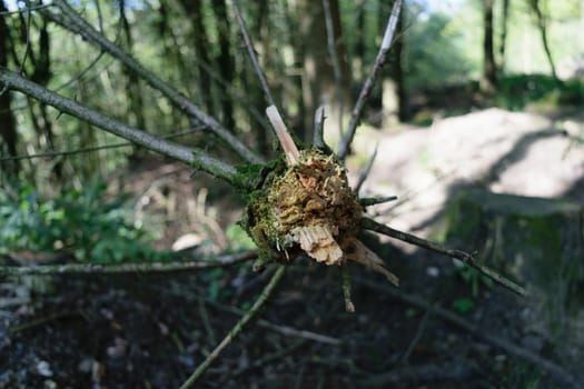 Close-up of a broken tree branch with moss in a forest. The background is blurred, showing trees and forest floor.