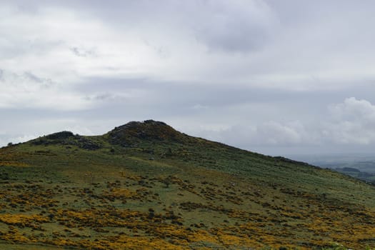 A scenic view of a grassy hill with patches of yellow heather under a cloudy sky.