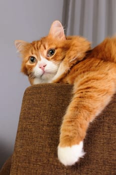 Red cat sits on the sofa, leaning on the sofa cover