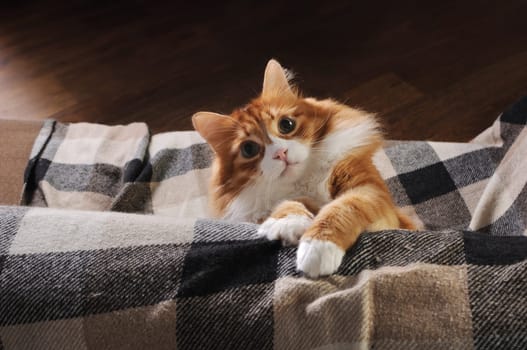 A ginger cat sits on the sofa and looks out from behind a sofa cushion covered with a checkered woolen blanket