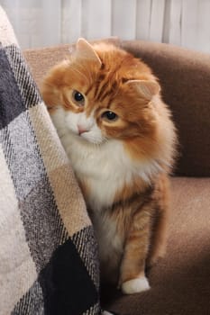 A ginger cat sits on the sofa and looks out from behind a sofa cushion covered with a checkered woolen blanket