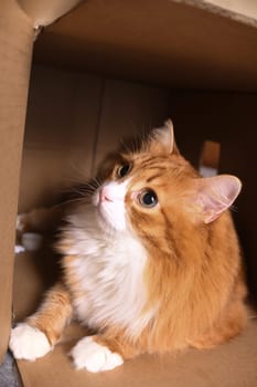 A ginger cat lies in a cardboard box, his gaze is directed upward.