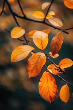 Tree branch with yellow leaves. Selective focus. Nature.