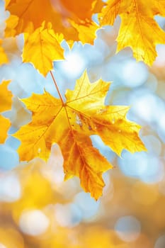 Tree branch with yellow leaves. Selective focus. Nature.