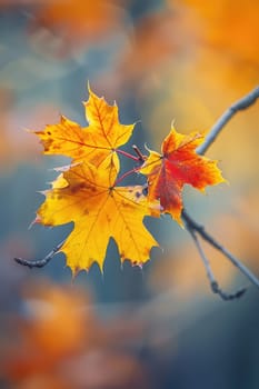 Tree branch with yellow leaves. Selective focus. Nature.