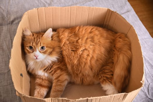 A ginger cat lies in a cardboard box, his gaze is directed upward.