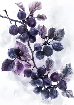 An artful arrangement of violet grapes with purple leaves on a white background resembling a flower with silver body jewelry and twig accents