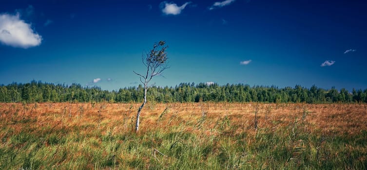 Tall, slender tree standing gracefully in vast grass field under clear blue sky with fluffy white clouds. The tranquil scene captures the beauty of nature, exuding a peaceful countryside moment.
