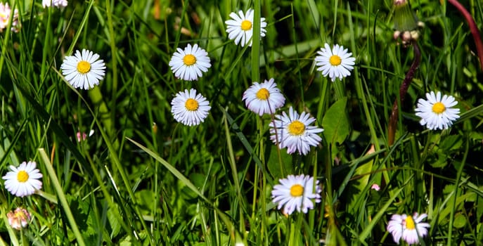 A picturesque field filled with blooming white daisies with vibrant yellow centers, contrasting against the lush green grass under the bright sun in a serene outdoor setting.