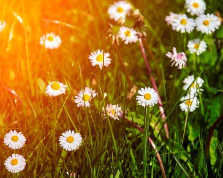 A picturesque field filled with blooming white daisies with vibrant yellow centers, contrasting against the lush green grass under the bright sun in a serene outdoor setting.