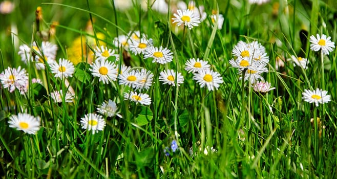 A picturesque field filled with blooming white daisies with vibrant yellow centers, contrasting against the lush green grass under the bright sun in a serene outdoor setting.