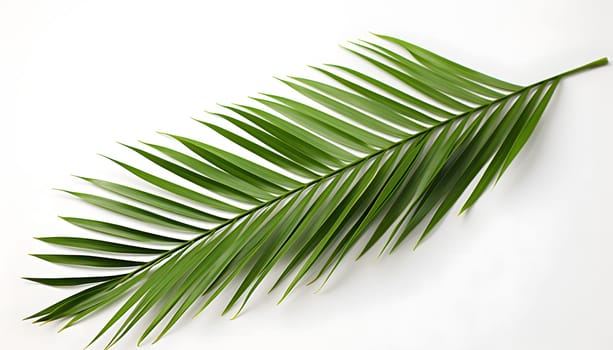 A single palm leaf elegantly placed on a clean white background, creating a striking contrast and a sense of calm and tranquility.