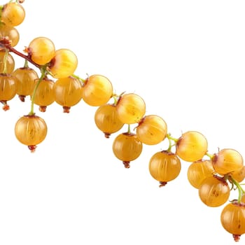 Sweet gooseberries cascading translucent skin glistening stems twisting midair Ribes uva crispa Food and Culinary. Food isolated on transparent background.