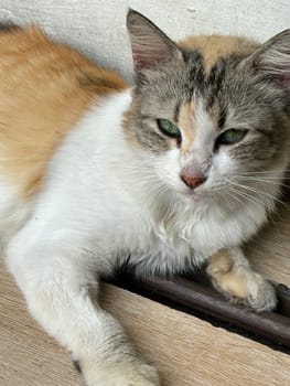 beautiful cute street cat with fluffy fur, a stray cat in the street of Asian country, plenty of cats without ownership in Asia